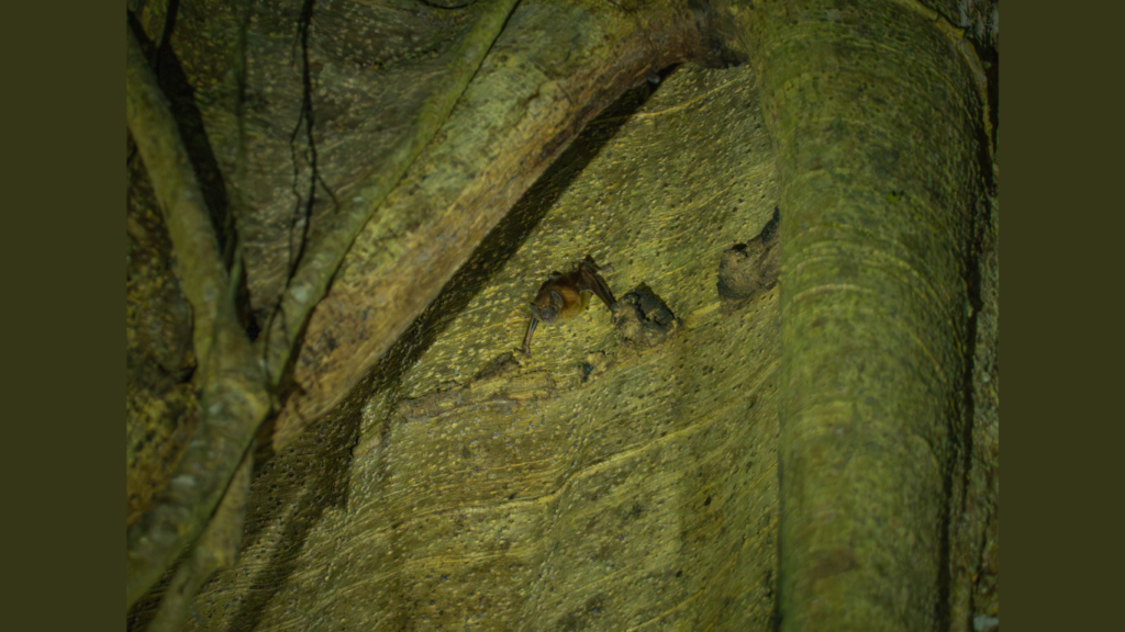 Swainson's Thrush (Catharus ustulatus) perched on a branch, surrounded by vibrant green foliage, captured during a night walk at Finca Ficus in Monteverde, Costa Rica.