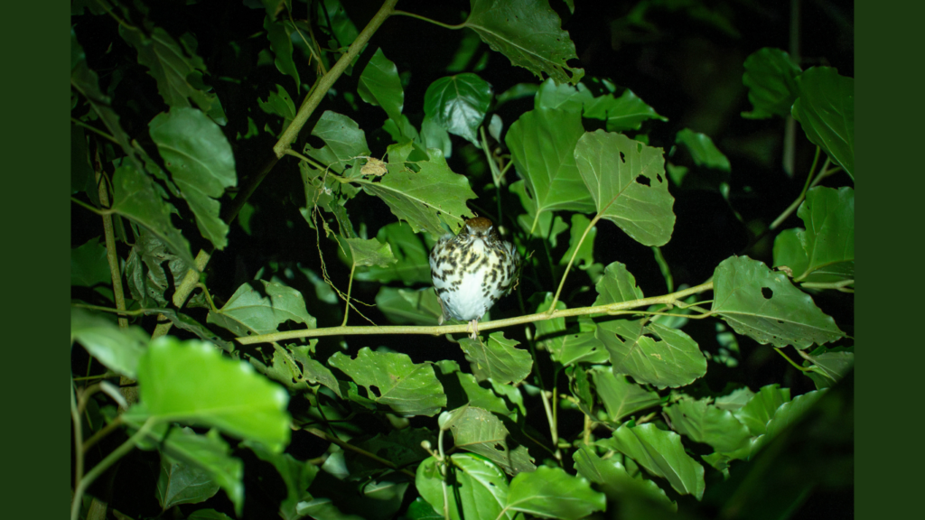 Swainson's Thrush (Catharus ustulatus) perched on a branch, surrounded by vibrant green foliage, captured during a night walk at Finca Ficus in Monteverde, Costa Rica.